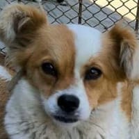 AMALIA-zuckersüße Jung-Hündin, 35 cm, Hündin zur Adoption