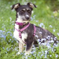 ELKE - herziges Hundemädchen, Hündin zur Adoption