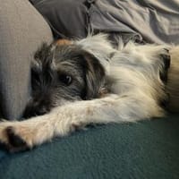 Tiffy, Hündin zur Adoption