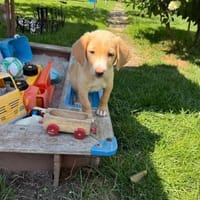 Kleiner Ronny sucht ein Körbchen, Hund zur Adoption