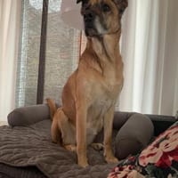 Mara ca. 10 Jahre ❤ 150 Euro Schutzgebü, Hündin zur Adoption
