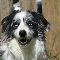 IRU, Hund zur Adoption