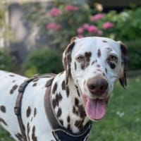 Sola sucht ein Zuhause/Pflegestelle, Hündin zur Adoption