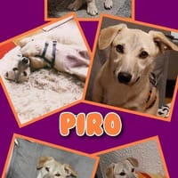 Kleiner Piro wartet auf netten Besuch!, Hund zur Adoption