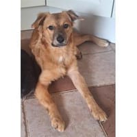 Tayari - wartet in 53332 Bornheim, Hund zur Adoption