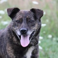 Gustav - fröhlich u. verspielt, Hund zur Adoption