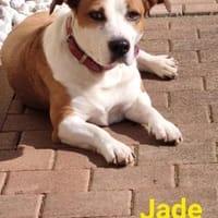 Jade ❤❤, Hündin zur Adoption