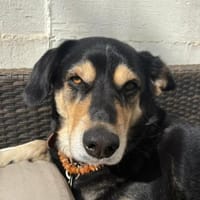 Atila ❤❤, Hund zur Adoption