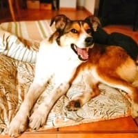 Cassy ist einfach eine Traumhündin!, Hündin zur Adoption