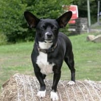 Areta ist pfiffig, offen und so putzig!, Hündin zur Adoption