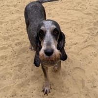 Zuhause gesucht für unsere sanfte Minnie, Hündin zur Adoption