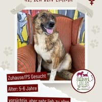 Emma sucht ab November ein zu Hause, Hündin zur Adoption