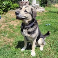 Senior Merlin hat 2. Chance verdient, Hund zur Adoption