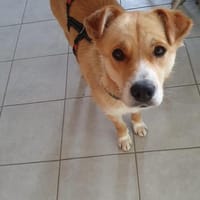 Szerenyke (Mira), Hündin zur Adoption