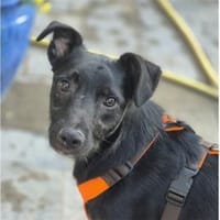 Hoopili - wartet in 96160 Geiselwind, Hund zur Adoption