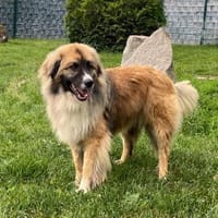 wunderschöner, schüchterner Micron, Hund zur Adoption