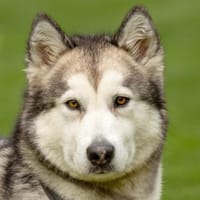 WAPAJ - bildhübsch&ausgeglichen, Hündin zur Adoption