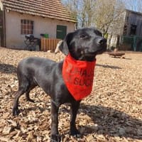 Black - wartet in 33154 Salzkotten, Hund zur Adoption