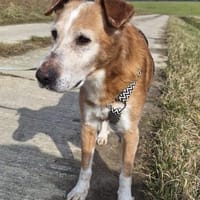 Opa Otto erobert die Herzen im Sturm, Hund zur Adoption