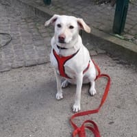 Hübsche Labrador Mix Hündin, Hündin zur Adoption