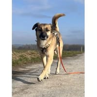 Hilko  wartet in wartet in 32791 Lage, Hund zur Adoption
