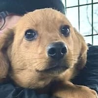 FLOPPI-niedlicher, kleiner Rüde, 37 cm, Hund zur Adoption