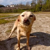 GIPSY  - ein Goldstück auf vier Pfoten, Hündin zur Adoption