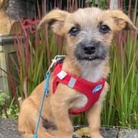 Kleine Ida sucht ein Zuhause ❤, Hündin zur Adoption
