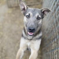 Tatra sucht eigenen Wirkungskreis, Hund zur Adoption