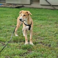 💜 CREAMY 💜- KLEINES HERZ AUF 4 PFOTEN, Hündin zur Adoption