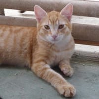 Rayo kleiner Charmeur auf Wohnungssuche, Kater zur Adoption