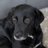 Mila hat etwas Glück verdient, Hündin zur Adoption