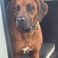 Cicco sucht sein Zuhause, Hund zur Adoption
