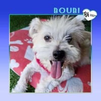 💛 BOUBI 💛 - SUCHT NEUES ZUHAUSE!, Hund zur Adoption