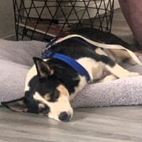 Jizel - eine wunderschöne Herzenshündin, Hündin zur Adoption