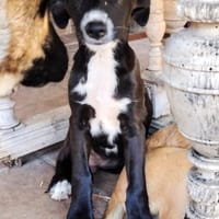 SAMI- KLEINER SONNENSCHEIN, Hund zur Adoption