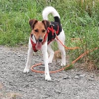 Snoa 9 Monate Foxterrier Mix, Hund zur Adoption