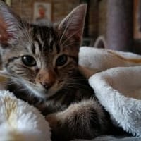 Lilli sucht neuen Wirkungskreis, Katze zur Adoption