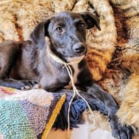 EMMA-SANFTES FELLKNÄUL, Hündin zur Adoption