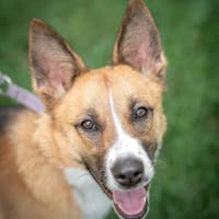 Lulu, suczka do adopcji