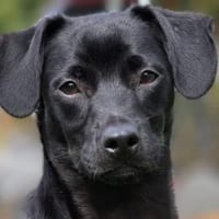Geben Sie Grazietto Sicherheit?, Hund zur Adoption