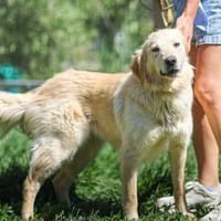 ein Traum auf 4 Beinen- Alexa, Hündin zur Adoption