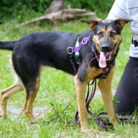 Kinia, suczka do adopcji