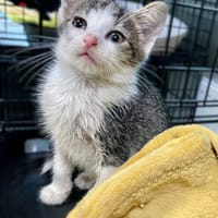 Bono, kot do adopcji