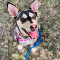 Cuki, suczka do adopcji