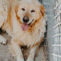 Jackpot Loki, Hund zur Adoption