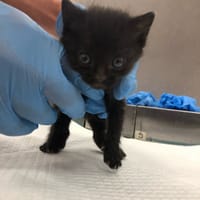 Missy, kotka do adopcji