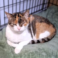 Morrigan, kotka do adopcji