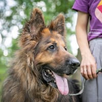 Fryderyk, pies do adopcji