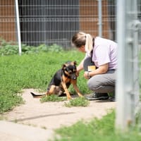 Klasyk, pies do adopcji